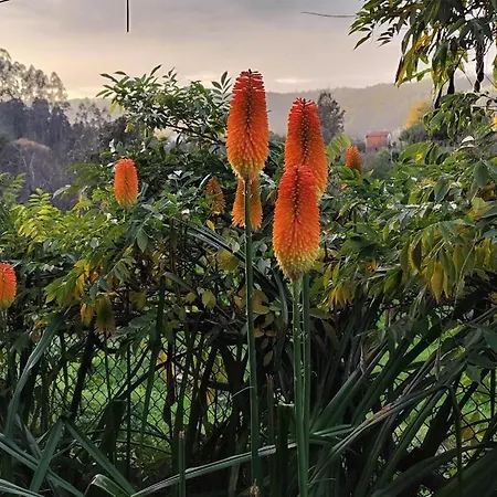 Hébergement de vacances Casa Do Ribeiro Sever do Vouga